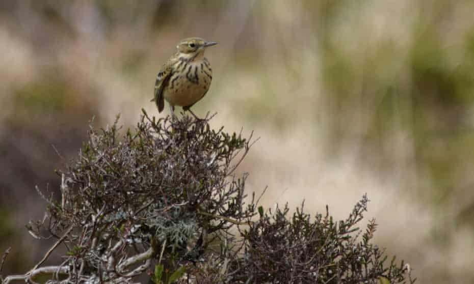 A meadow pipit on Dartmoor