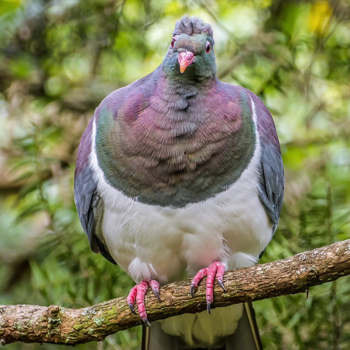 Rehoming Pigeon Kereru Returns To Hatchery 24 Years After Flying The Coop Birds The Guardian Rehoming Pigeon Kereru Returns To Hatchery 24 Years After Flying The Coop Birds The Guardian