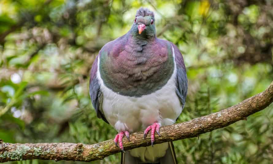 Kiro NZ lub gołąb leśny.
