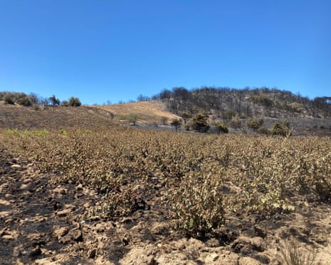 After the wildfires.