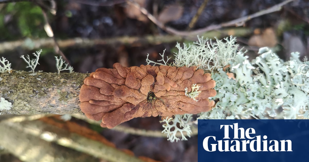 Rare fungus to be moved from Scotland to England in hopes to save species | Conservation