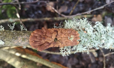 Rare fungus to be moved from Scotland to England in hopes to save species