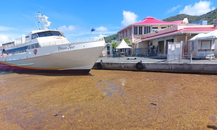 A ferry sits in the water surrounded by sargassum on the surface