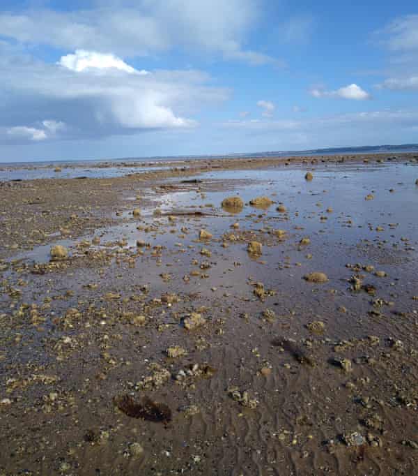 Belfast Lough. Oysters filter seawater and their shells provide a habitat for many other sea creatures.