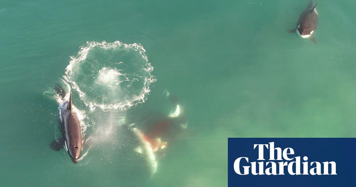 ‘Awe-inspiring and harrowing’: how two orcas with a taste for liver decimated the great white shark capital of the world | Sharks ‘Awe-inspiring and harrowing’: how two orcas with a taste for liver decimated the great white shark capital of the world | Sharks
