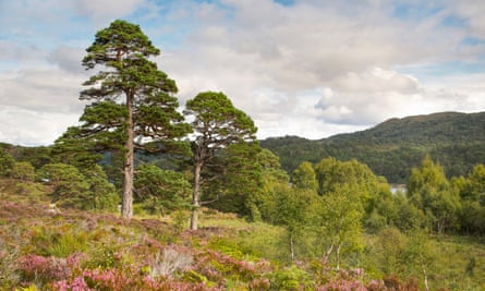 Glen Affric heather and pines.