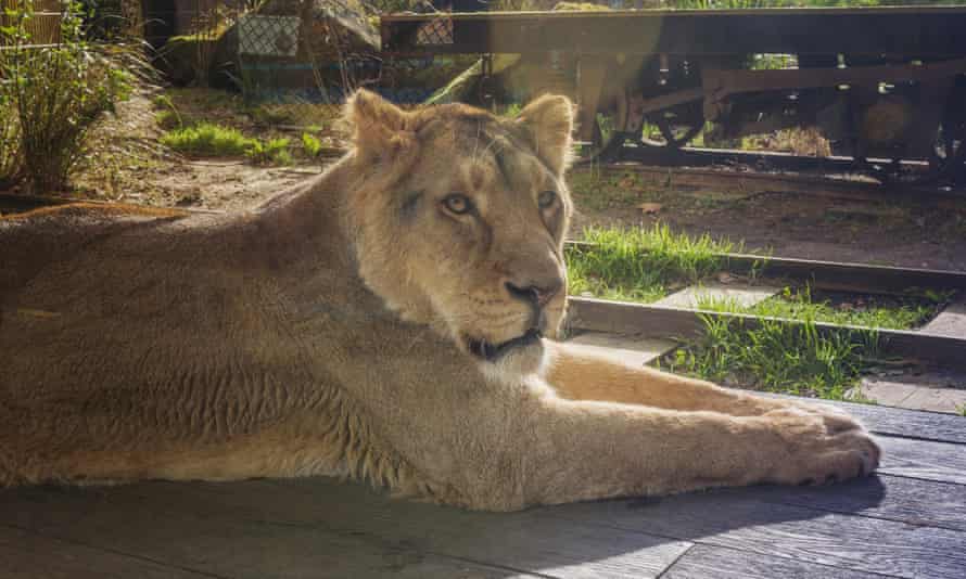 Asiatic lioness in Land of the Lions