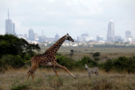 A galloping giraffe and a zebra in a grassy area with a city skyline behind them
