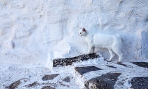 Ioannis Theologus church’s white cat.
