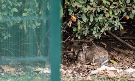 A rabbit at a residential development in Carabanchel Alto in Madrid.