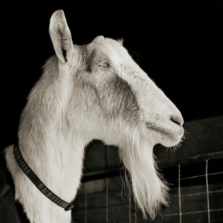 Abe, a 21-year-old Alpine goat