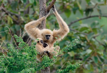 A baby gibbon holds on to an adult in a forest setting
