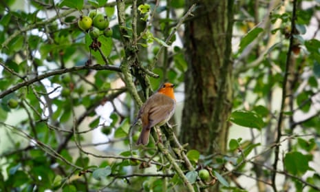 robin in crab apple tree