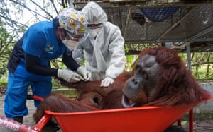Vets conduct an anaesthetic procedure on Nenuah, a Bornean orangutan, before being transported and released to the Bukit Batikap protection forest.
