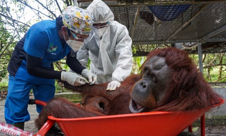 Nenuah, a 19-year-old female, was among the 10 orangutans released back into the wild.
