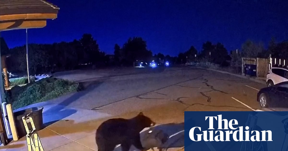 Hungry bears are wandering into US homes and shops in record numbers