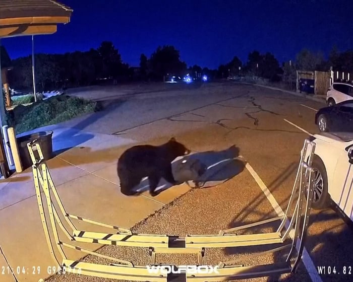 Hungry bears are wandering into US homes and shops in record numbers – video