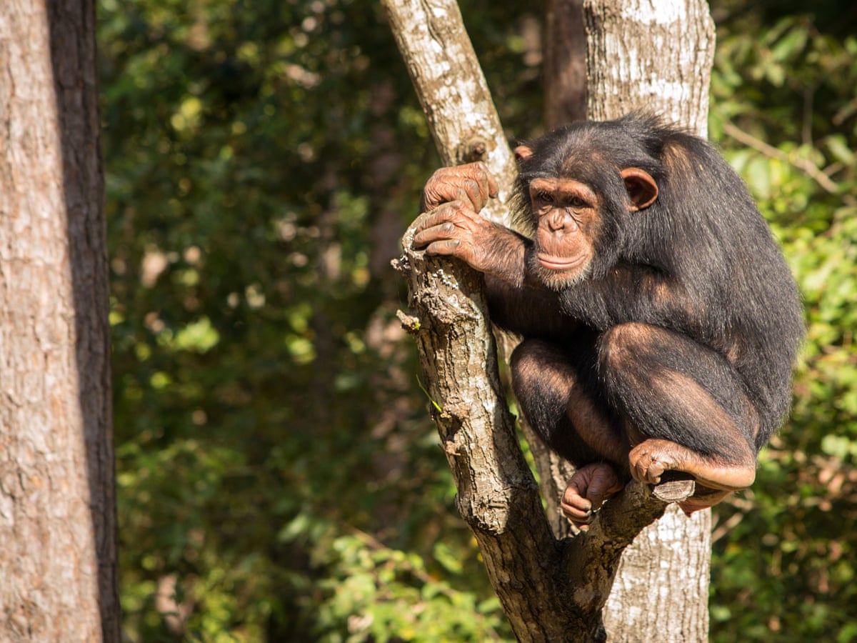 Sue Perkins and the Chimp Sanctuary review – cruelty, survival and plenty  of tears | Television | The Guardian
