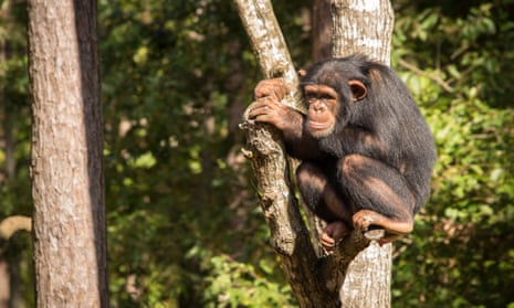 At Chimp Haven, a sanctuary for retired chimpanzees in Louisiana.