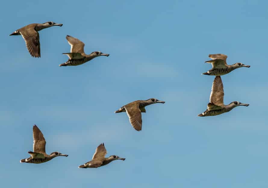 Pink-eared ducks.