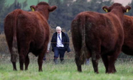 Boris Johnson framed by cattle on a farm in Scotland