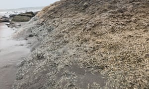 A fossilised coral bed at White Sands.