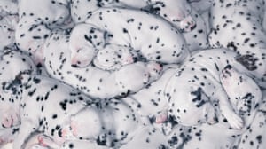 Dalmatian puppies, from the series Dog Gods, 2010
