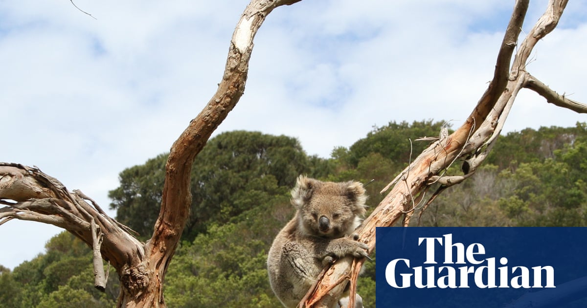 Australia's koala paradox: why is the beloved marsupial endangered in parts but overabundant in others?
