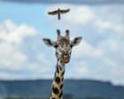 Week in wildlife: A rare chameleon, friendly starlings and hot buffaloes