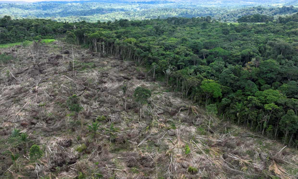 A third of companies linked to deforestation have no policy to end it