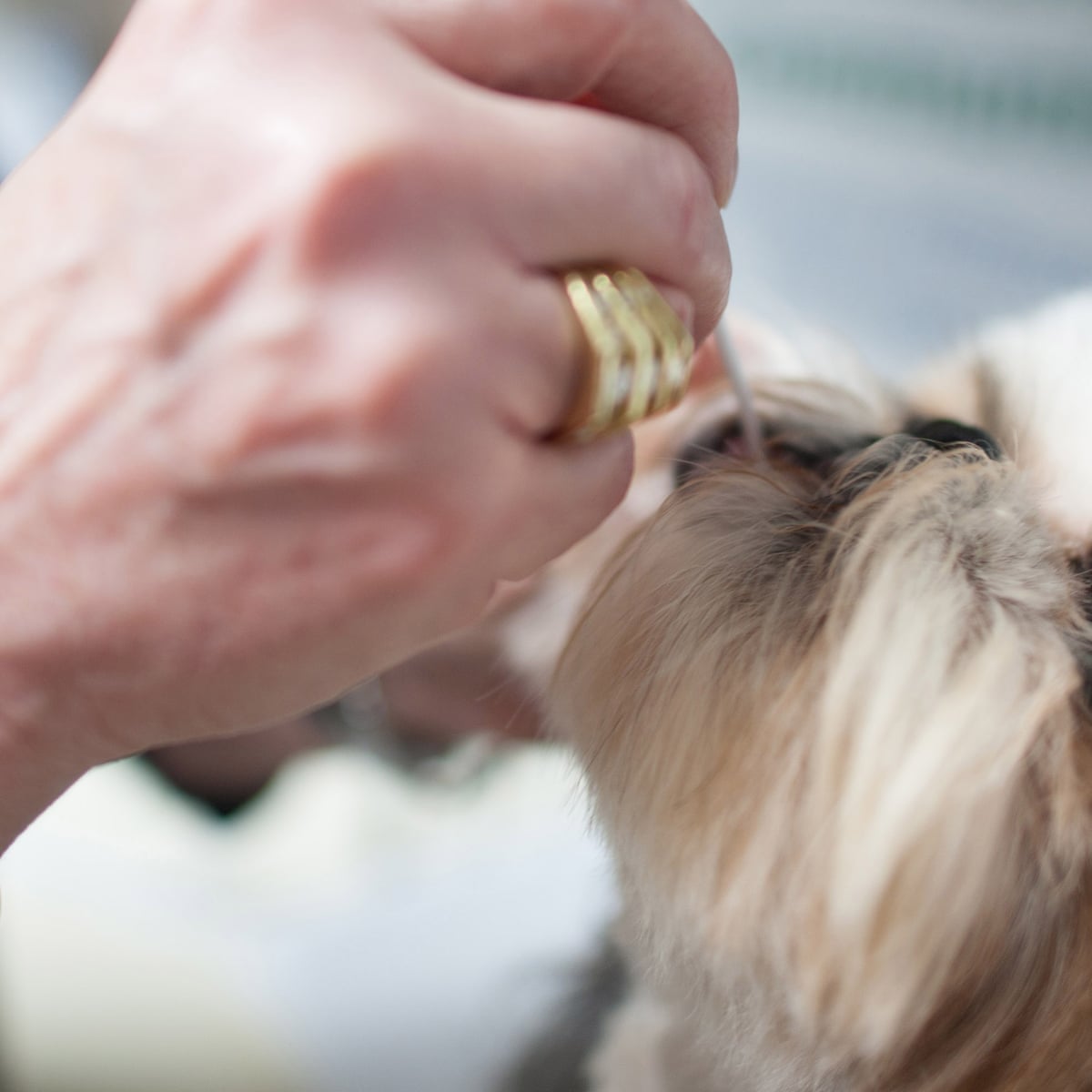 Mind The Merde Why Can T French Cities Clean Up After Their Dogs Cities The Guardian