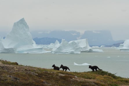 Young arctic foxes and icebergs.