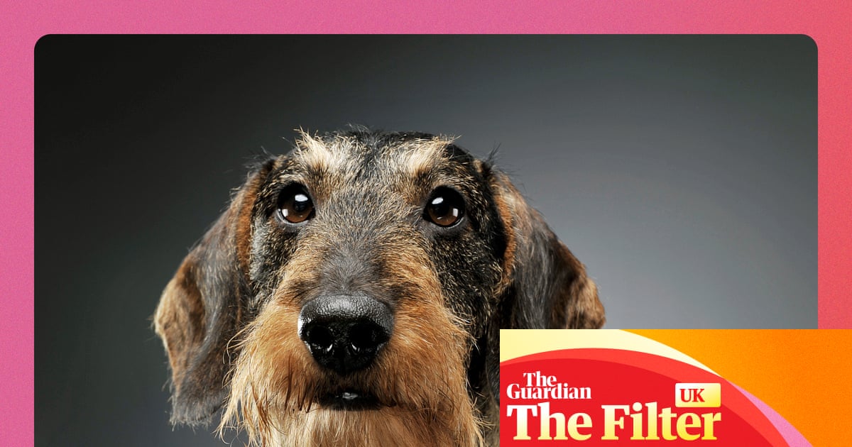 Dogs, dopamine dressing and microdosing nature: how to find January joy