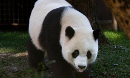 a panda