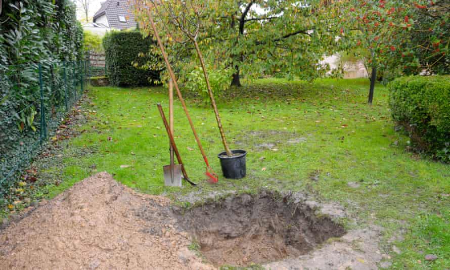 'Aftercare is absolutely vital for young and newly planted trees.'