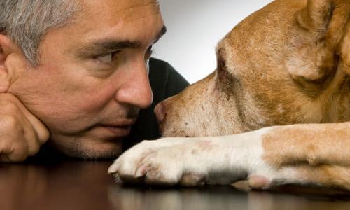 Inquiry finds no evidence of animal cruelty by 'Dog Whisperer' Cesar Millan | Dogs | The Guardian