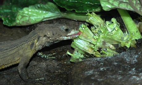 A crag lizard sips nectar