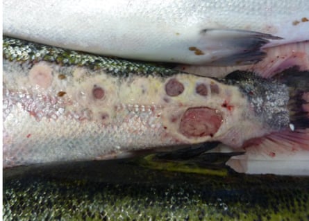 Diseased and lice-ridden salmon Scottish salmon farms.