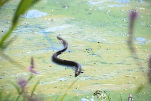 An eel on the surface of algae-covered water.