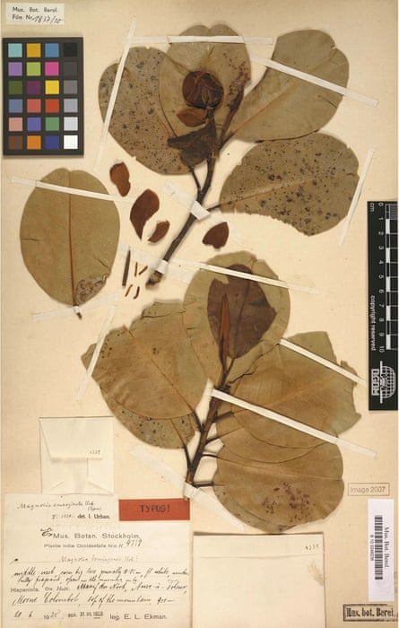 Digital specimen of Magnolia emarginata.