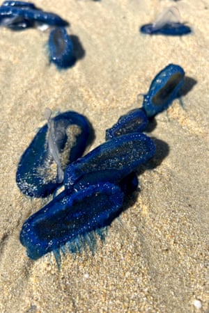 Velella (also known as sea raft) washed up on a beach near Bastide Blanche path, in Ramatuelle, southeastern France