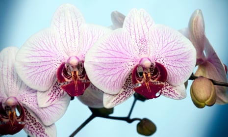 Pretty in pink: the easy-to-care-for Phalaenopsis. 