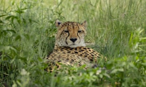 Uma chita descansa em uma reserva no noroeste da África do Sul. A caça ilegal, a seca, o esgotamento dos recursos hídricos e a destruição de habitats afetaram negativamente a vida dos animais nesta reserva natural