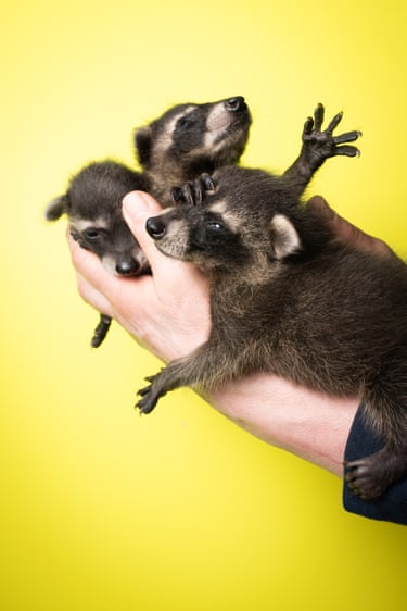 Raccoon were introduced to Europe for fur farming, and have adapted to both wooded and urban environments