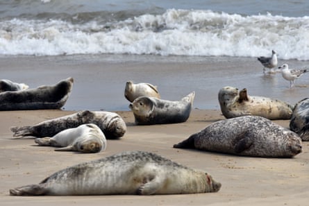 Seals at Horsey Gap, Norfolk in July 2021.