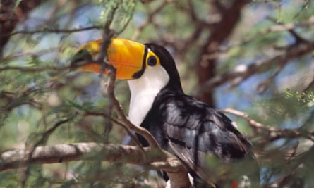 The Tocu toucan (Ramphastos toco), in Gran Chaco, Paraguay. There are 500 species of birds in the region.