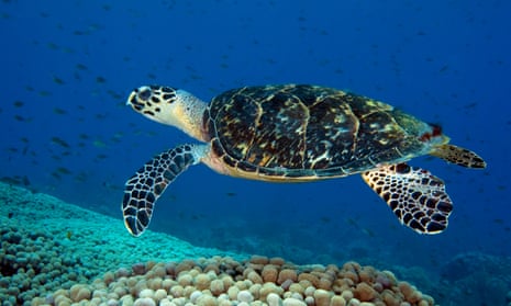 Hawksbill sea turtle swimming over a coral reef