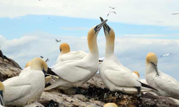 Bonding behaviour, intertwining their beaks, looks tender and balletic.