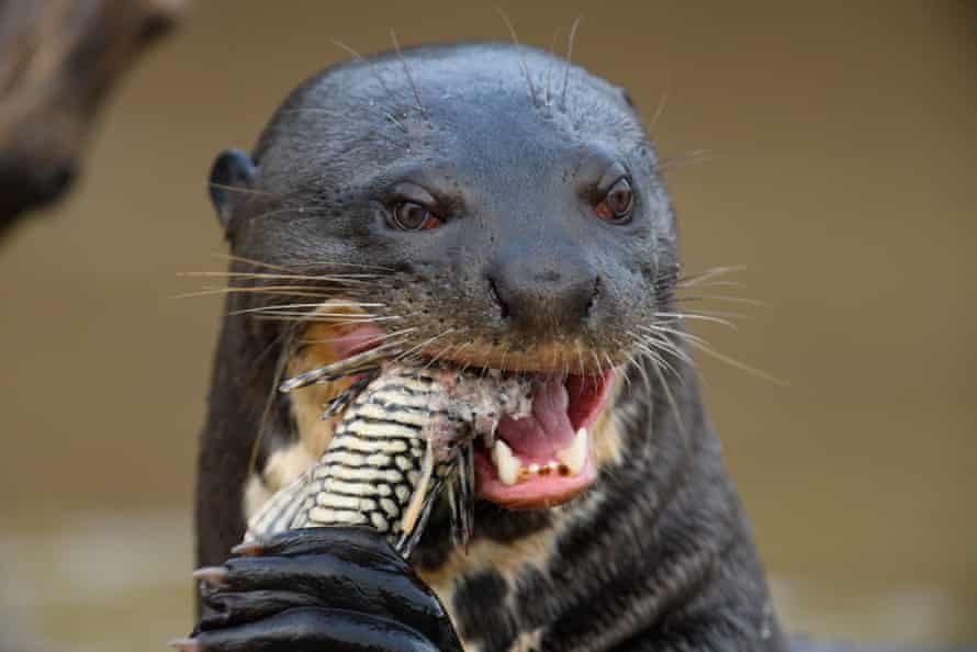 A Huge Surprise As Giant River Otter Feared Extinct In Argentina Pops Up Argentina The Guardian A Huge Surprise As Giant River Otter Feared Extinct In Argentina Pops Up Argentina The Guardian