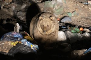 Um urso pardo procura comida em um depósito de lixo